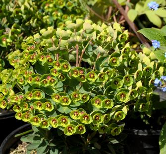 Euphorbia plant